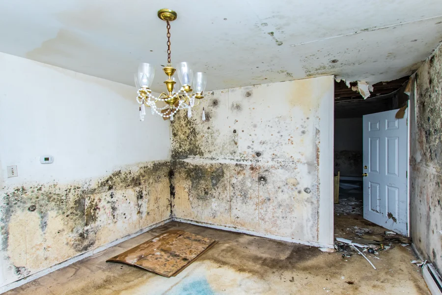 Key Steps in the Water Damage Restoration Process Silver Spring, MD Key Steps in the Water Damage Restoration Process Silver Spring, MD