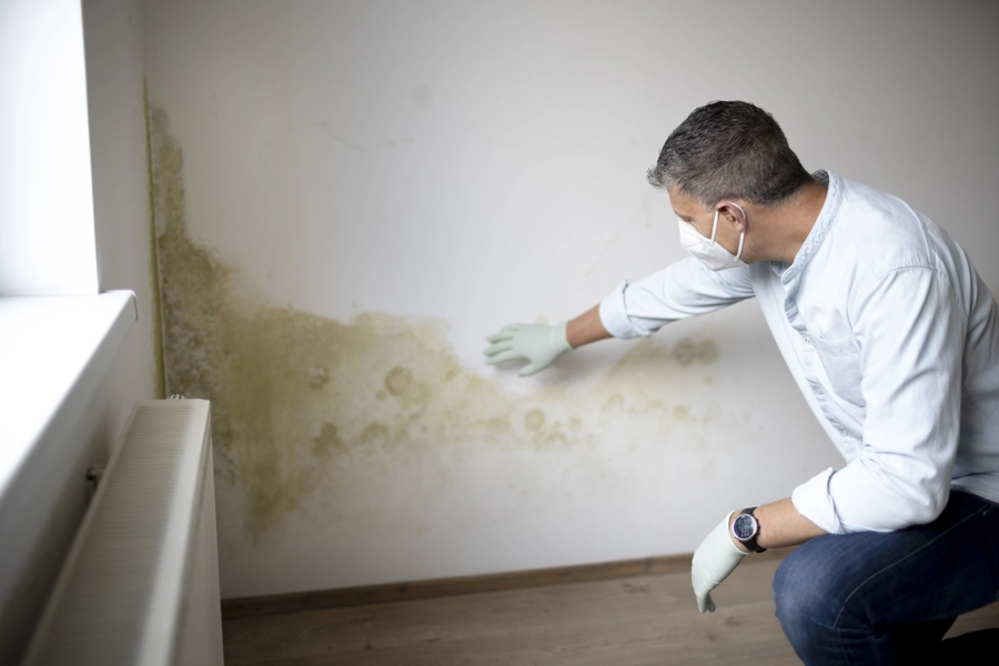 Professional Mold Inspection Services in Silver Spring, MD