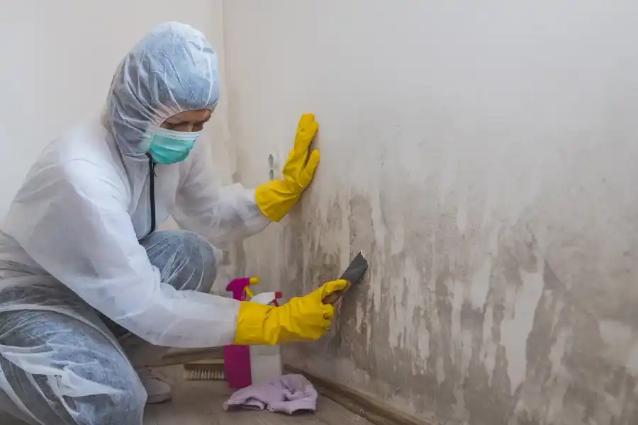 Affordable Mold Remediation Services Silver Spring, MD Affordable Mold Remediation Services Silver Spring, MD